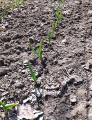 green onion sprouts making their way in the sun