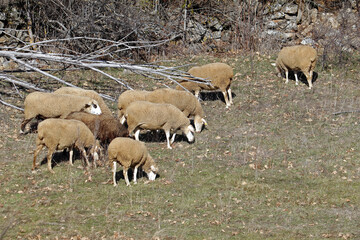 Obraz premium grupo de borregas de lana paciendo en la dehesa