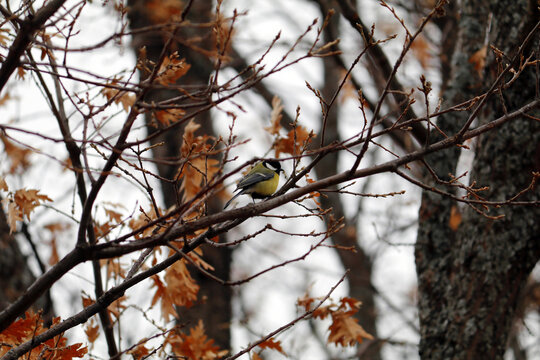 paisaje de oto&ntilde;o con p&aacute;jaro herrerillo posado en una rama de &aacute;rbol