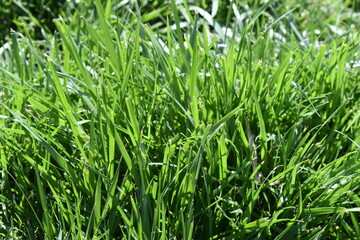 Green grass