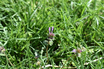 Purple Flower in Green Grass