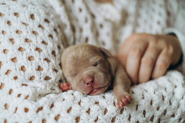 Small newborn puppy in female hands. A beautiful and cute puppy in her arms. American boule puppy. Funny little puppy.