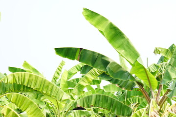 Fresh green banana leaf isolated on white background