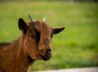 retrato de cabra enana africana marrón