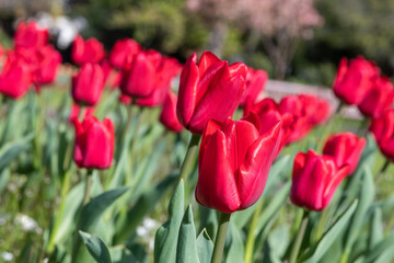 Red garden tulips (tulipa gesneriana) in bloom