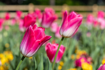 Obraz premium Pink garden tulips (tulipa gesneriana) in bloom