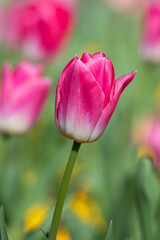 Close up of a pink garden tulip (tulipa gesneriana) flower