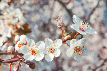 Nature background of blossoming pink apple or cherry flowers