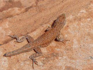 Desert spiny lizard near Page Arizona