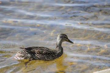 Duck on Water