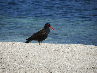 Black oyster catcher standing on the beach with the ocean behind it