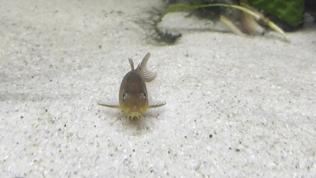 Metallpanzerwels im Aquarium.
