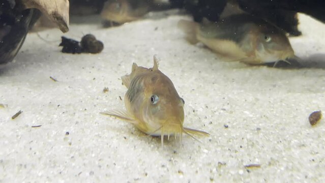 Metallpanzerwels im Aquarium.