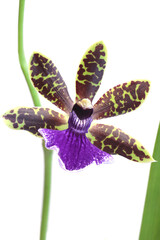 Close-up of the Zygopetalum orchid flower isolated against the white background