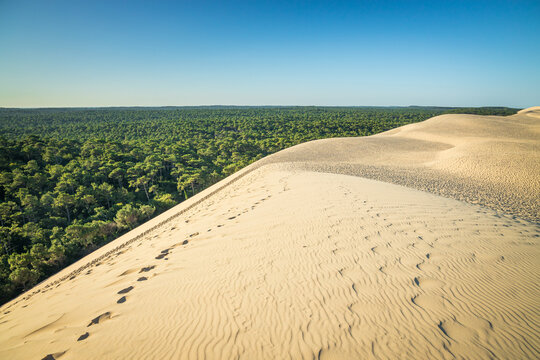 East side of the Dune du Pilat and the Landes pine forest in Gironde, France