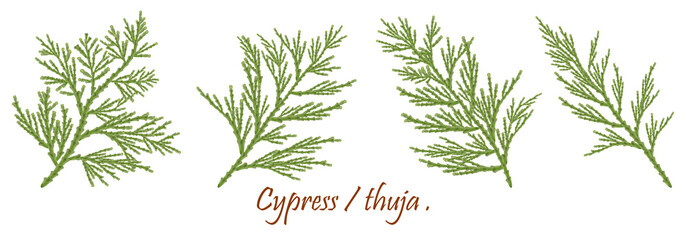 green cypress branch with cones. Cypress twig with growing cones isolated on white background. Cupressus