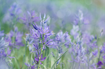 purple camas lilies in a field
