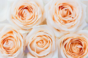 Cream roses close up. Floral wallpaper. Background for postcard, notebook, album or phone. Selective focus