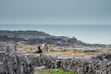 Couple of cute donkey on a rough stone surface. Inishmore, Aran island, Ireland. Tough stone terrain, popular travel area with scenic view