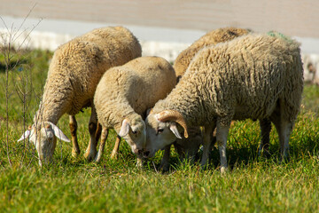 Obraz na płótnie Canvas Mother sheep and lamb smelling each other