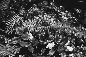 black and white flowers and ferns