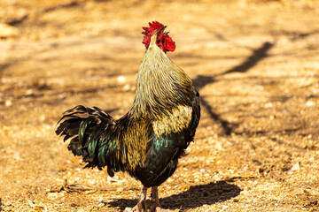 Colorful rooster crowing in his coop