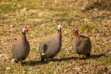 (Numididae) It is the subfamily of the Pheasant (Phasianidae) family with the name Numidinae.