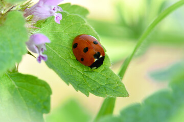 Ladybug Green Leaf 02