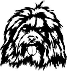 Havanese 1