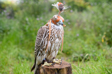 Falcon bird perched on wooden stump