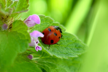 Ladybug Deadnettle 03