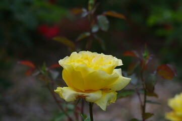 太陽の光を浴びて咲き誇るバラ園の気品漂う黄色い薔薇の花