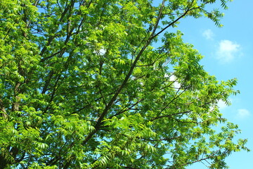 Obraz premium green leaves against the sky