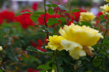 太陽の光を浴びて咲き誇るバラ園の気品漂う黄色い薔薇の花