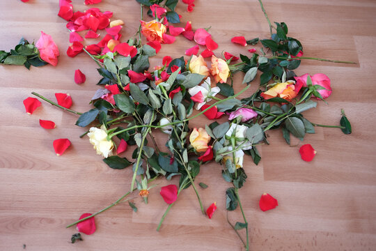 broken bouquet of roses, scattered on the floor, concept of mother's, Valentine's day, birthday, mercantile love of money, disappointment in love, bad gift, pollen allergy