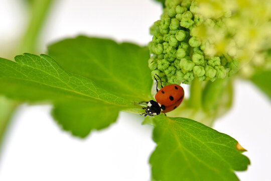 Wild Celery Ladybug 09