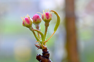 Pear Blossom Pink 04