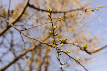 Spring background with blue sky though branches of a tree. Selective focus.
