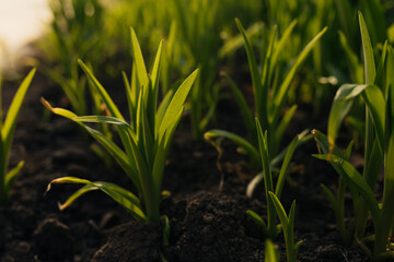 Nature of green leaf in garden at spring.  selective focus