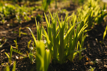 Nature of green leaf in garden at spring.  selective focus
