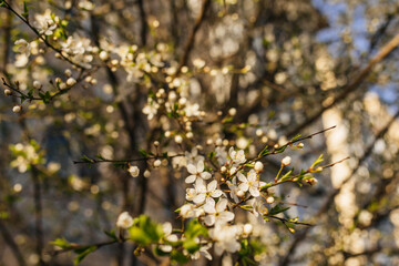 The flower of a cherry tree which blooms on the way. Selective focus