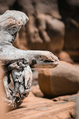 Drift wood on the beach