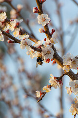 Blooming apricot in the garden. Spring flowering trees. Pollination of apricot flowers