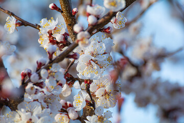 Blooming apricot in the garden. Spring flowering trees. Pollination of apricot flowers