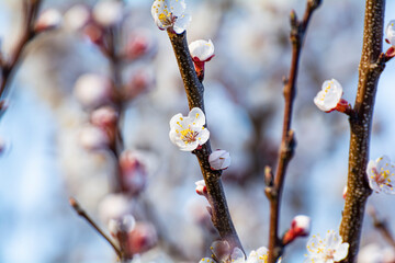 Blossoming of the apricot tree in spring time with white beautiful flowers. Macro image with copy space. Natural seasonal background.