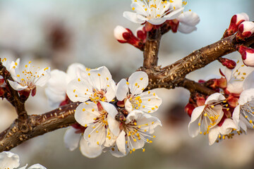 Blooming apricot in the garden. Spring flowering trees. Pollination of apricot flowers