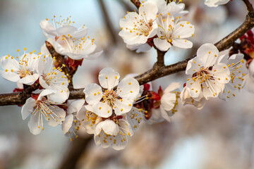 Blooming apricot in the garden. Spring flowering trees. Pollination of apricot flowers
