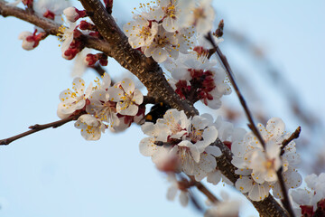 Blooming apricot in the garden. Spring flowering trees. Pollination of apricot flowers