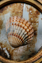 The shell of a red-colored shell lies on a rusty mirror or glass. Close-up
