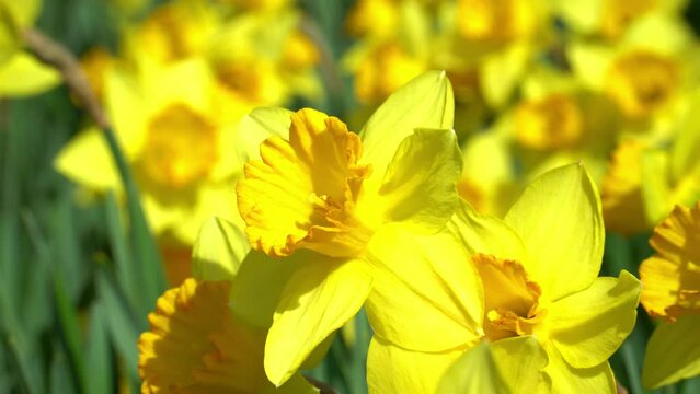 信州国際音楽村に咲くラッパスイセン